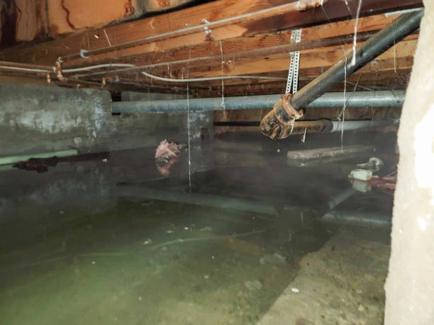 Best Professional water damage repair  in Millcreek, UT